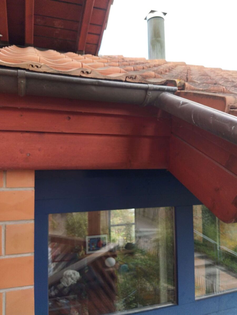 wespennest_entfernen