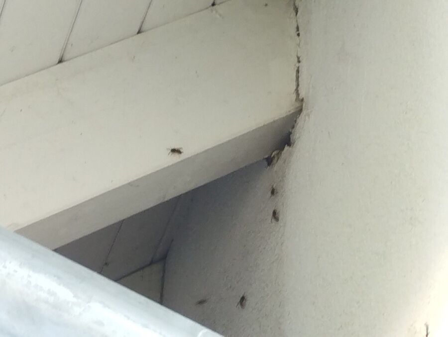 wespennest_entfernen