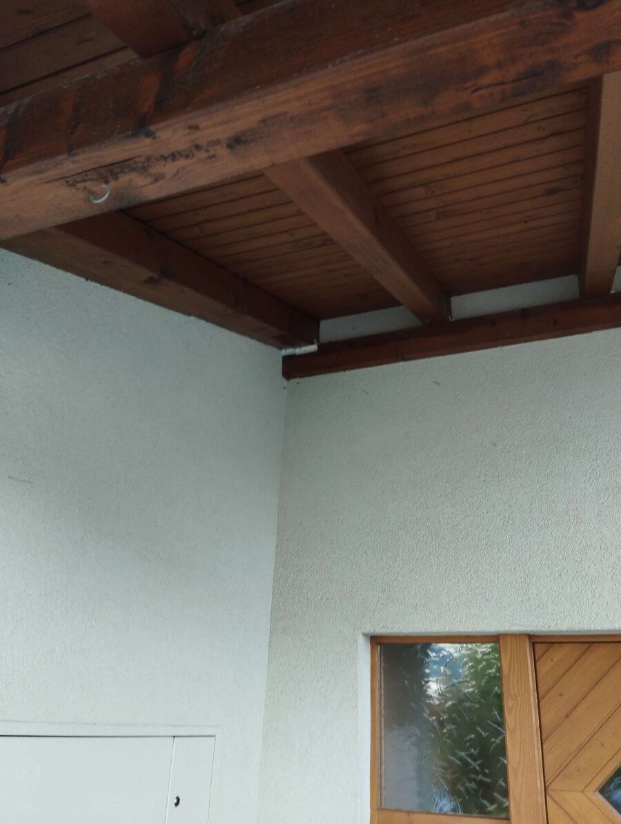 wespennest_entfernen