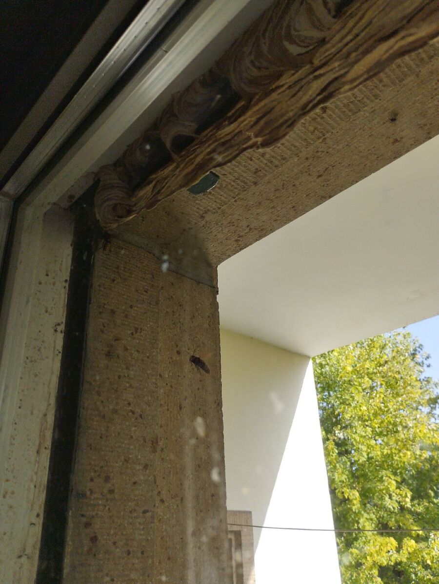 wespennest_entfernen