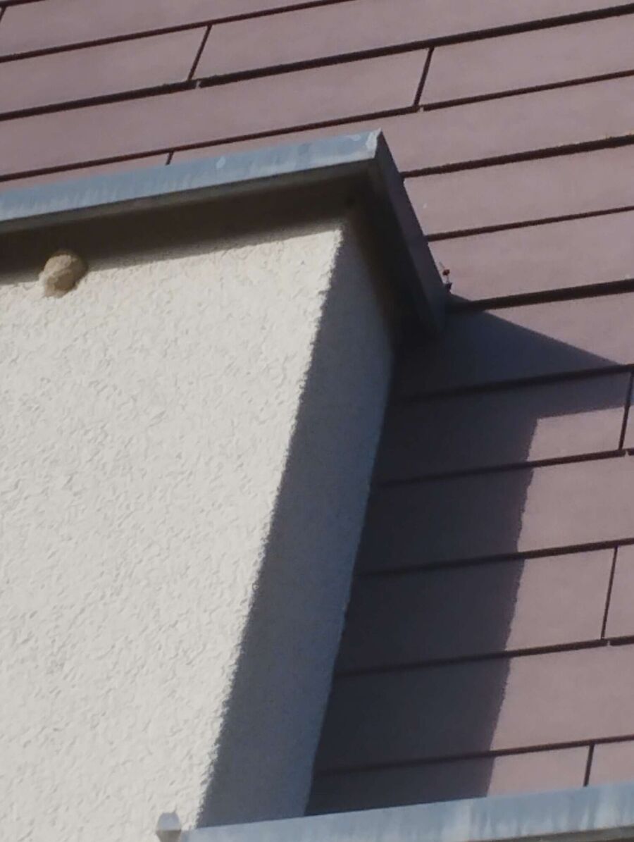 wespennest_entfernen