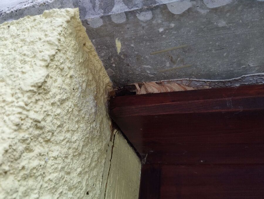 wespennest_entfernen