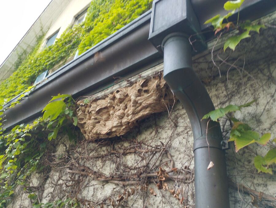 wespennest_entfernen