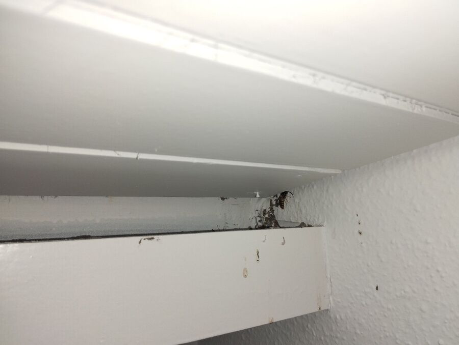 wespennest_entfernen