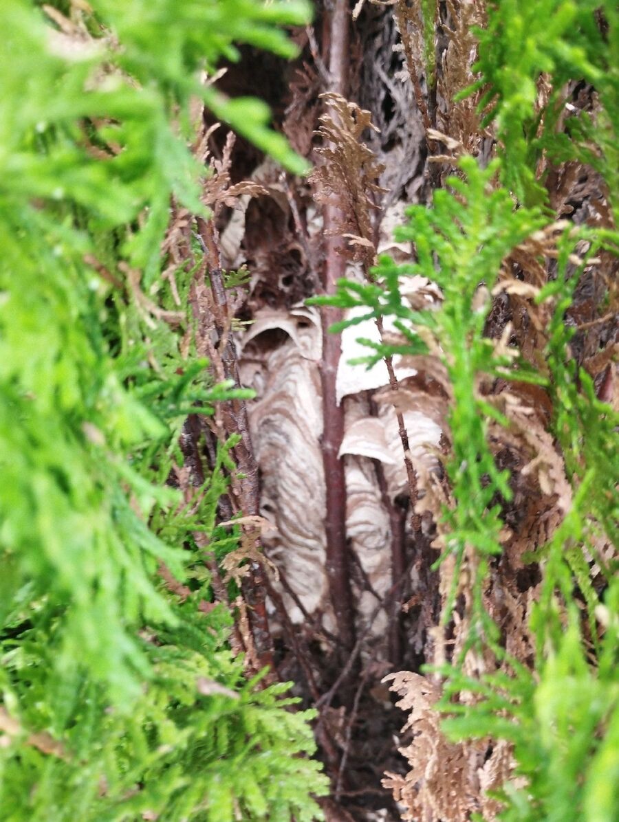 wespennest_entfernen