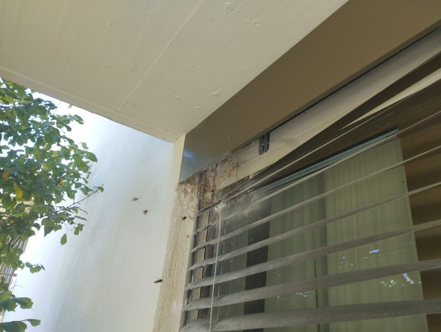 wespennest_entfernen