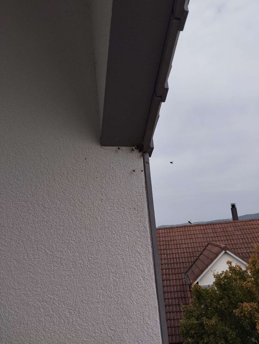 wespennest_entfernen