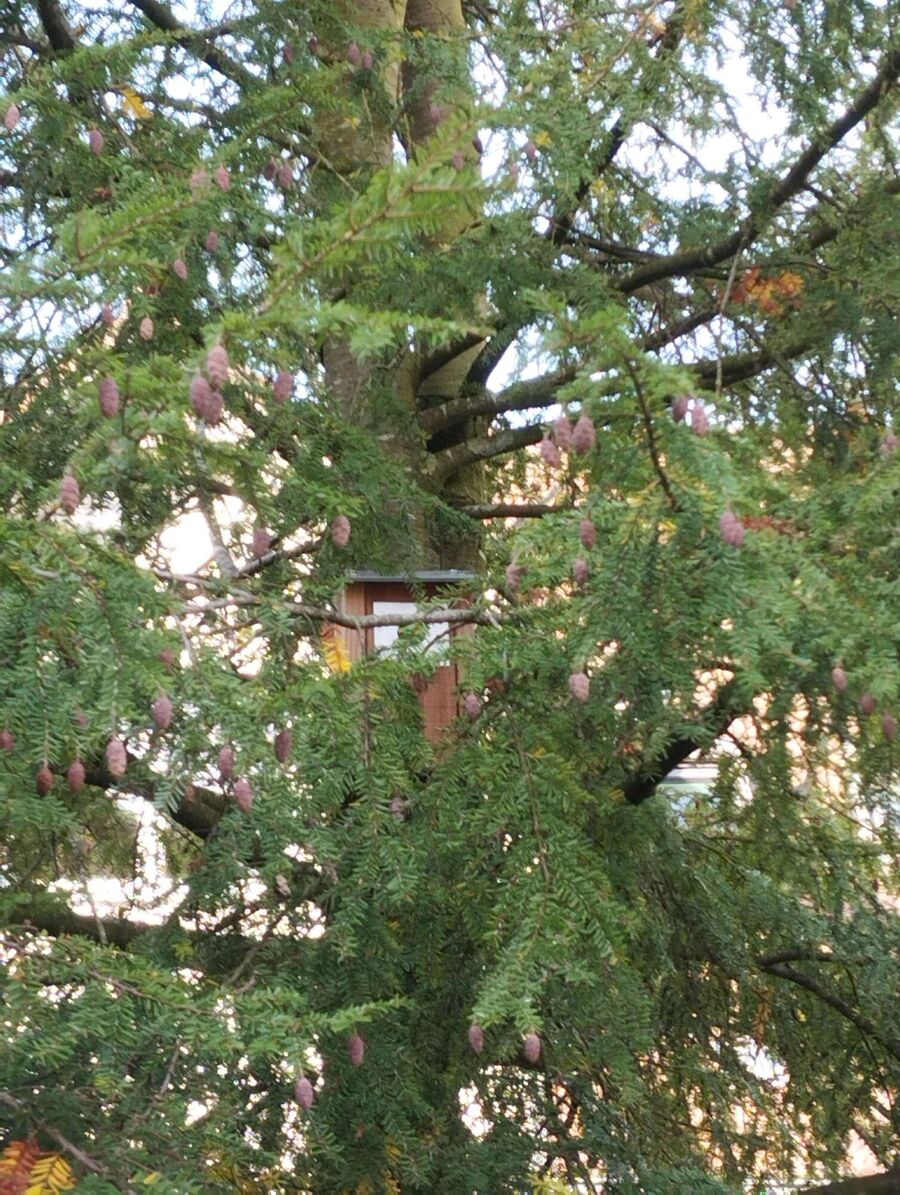 wespennest_entfernen