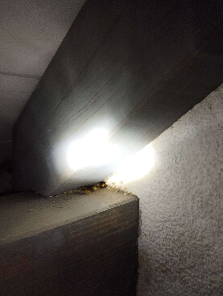 wespennest_entfernen