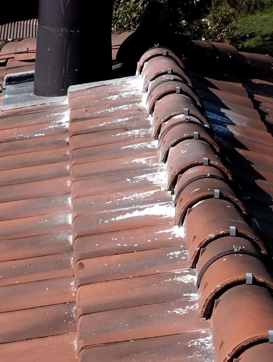 wespennest_entfernen