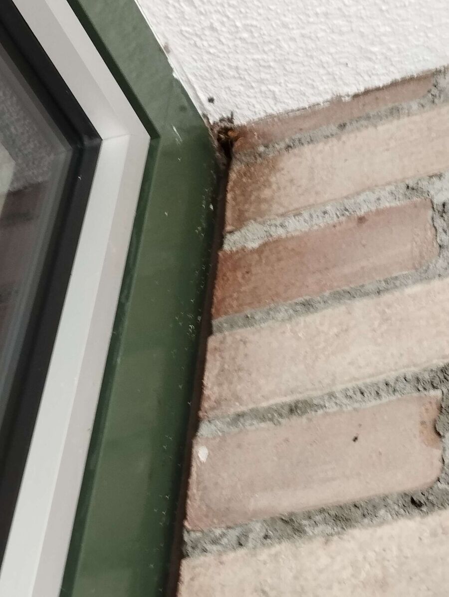 wespennest_entfernen