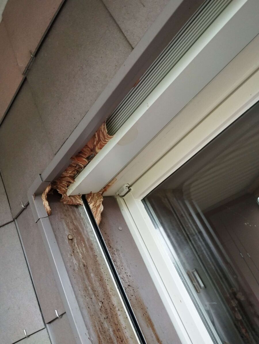 wespennest_entfernen