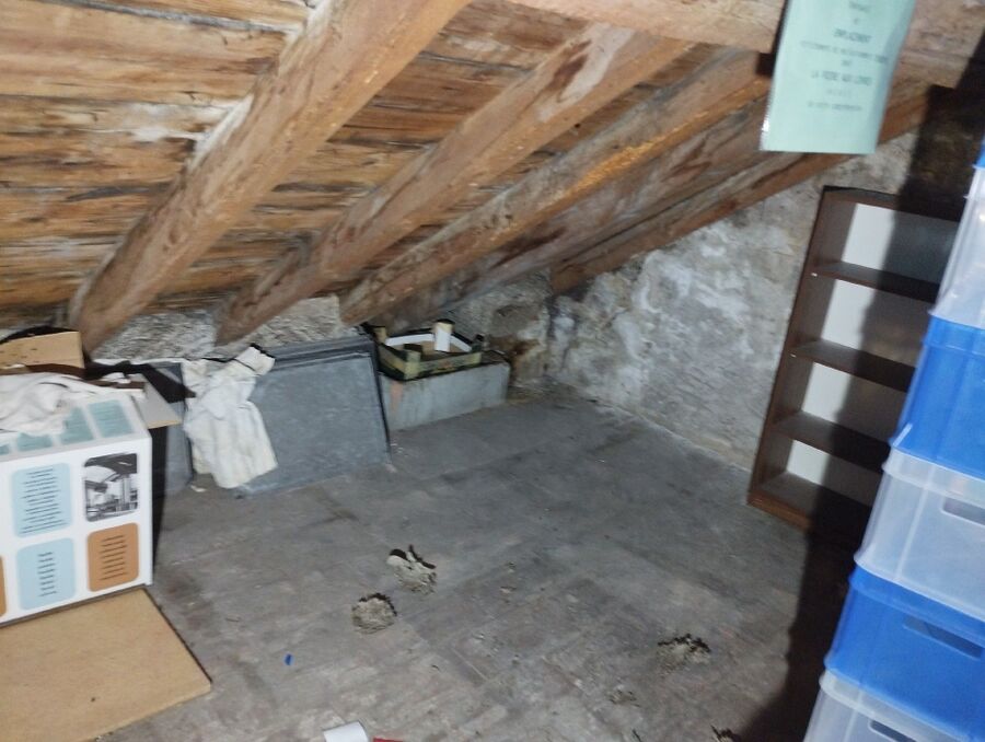 wespennest_entfernen