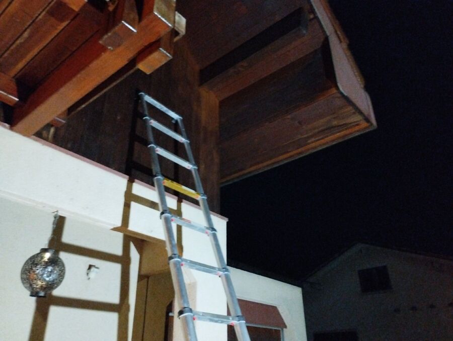 wespennest_entfernen