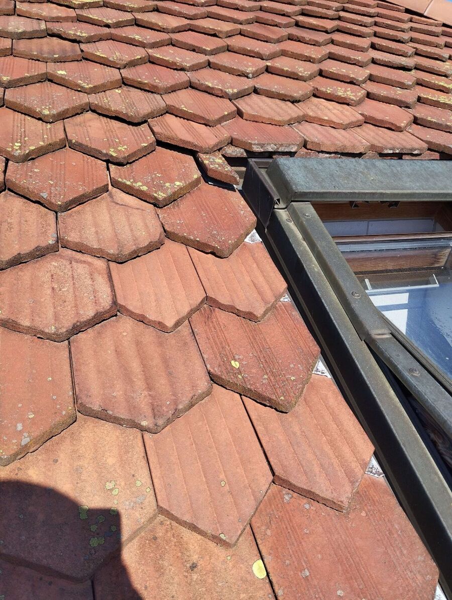 wespennest_entfernen