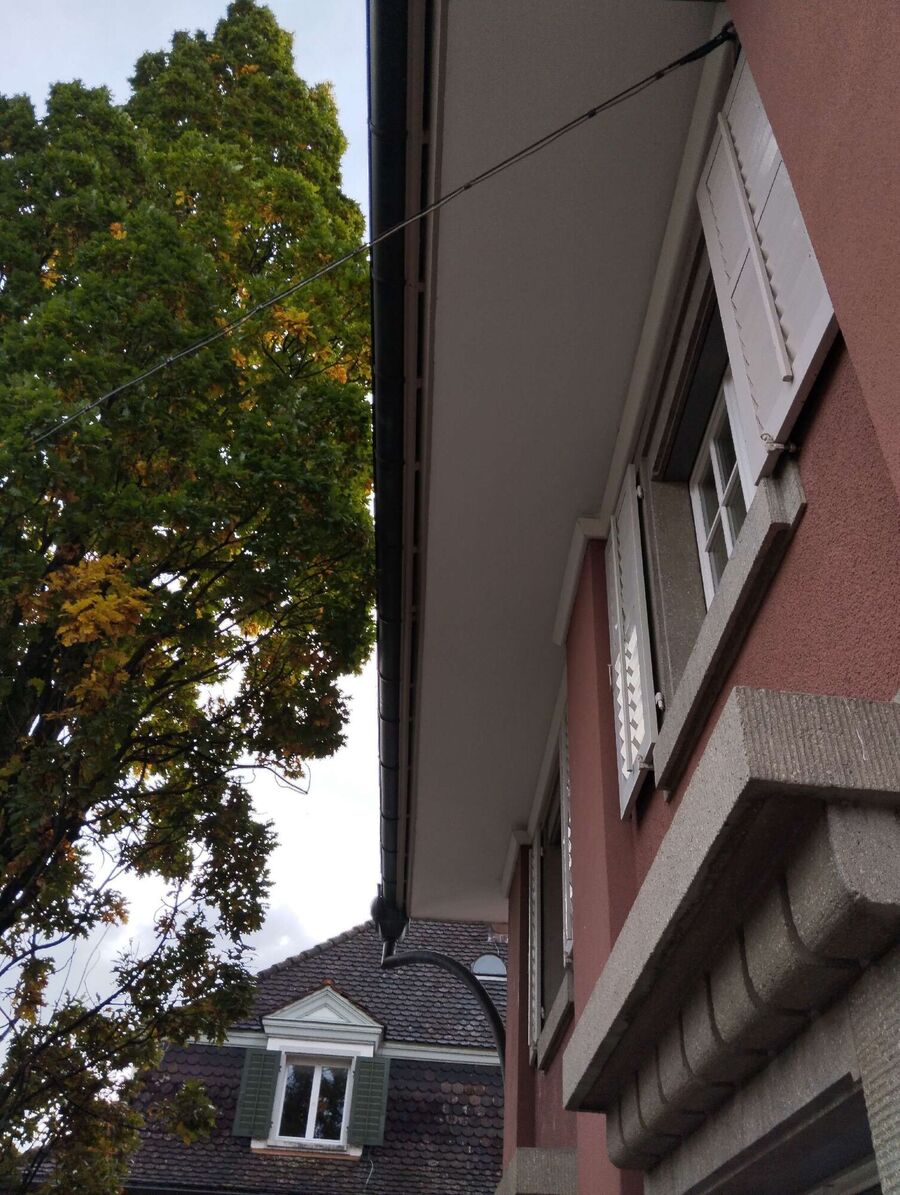 wespennest_entfernen