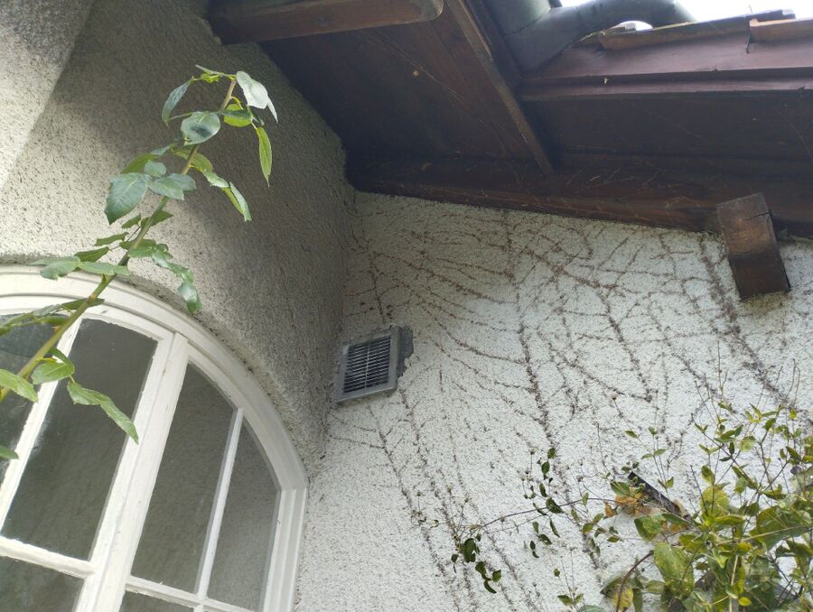 wespennest_entfernen