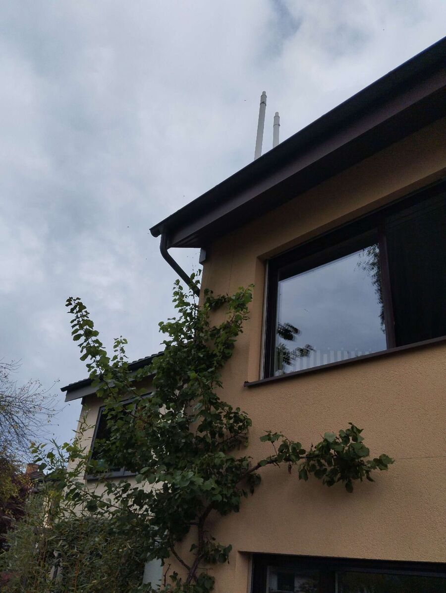 wespennest_entfernen