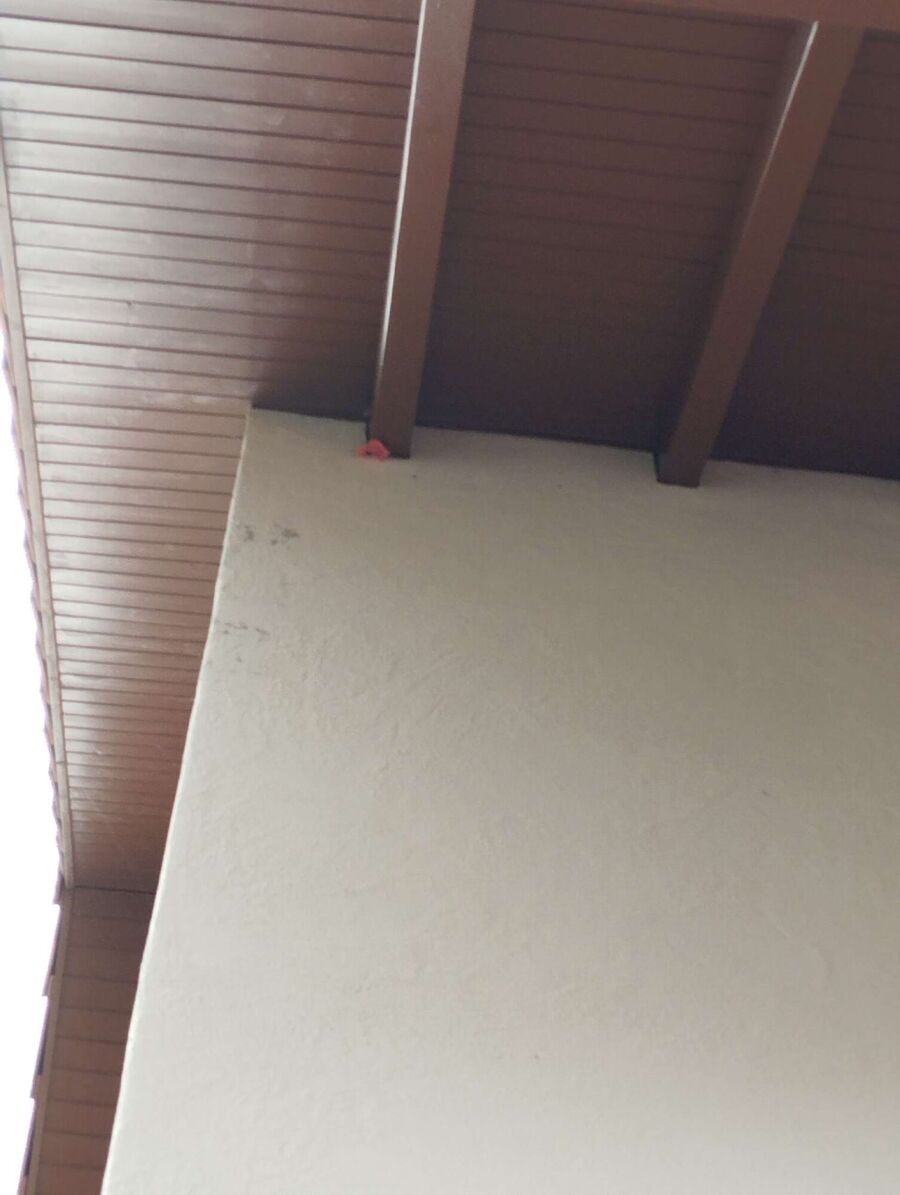 wespennest_entfernen