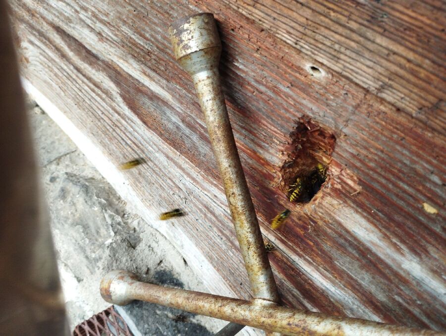 wespennest_entfernen