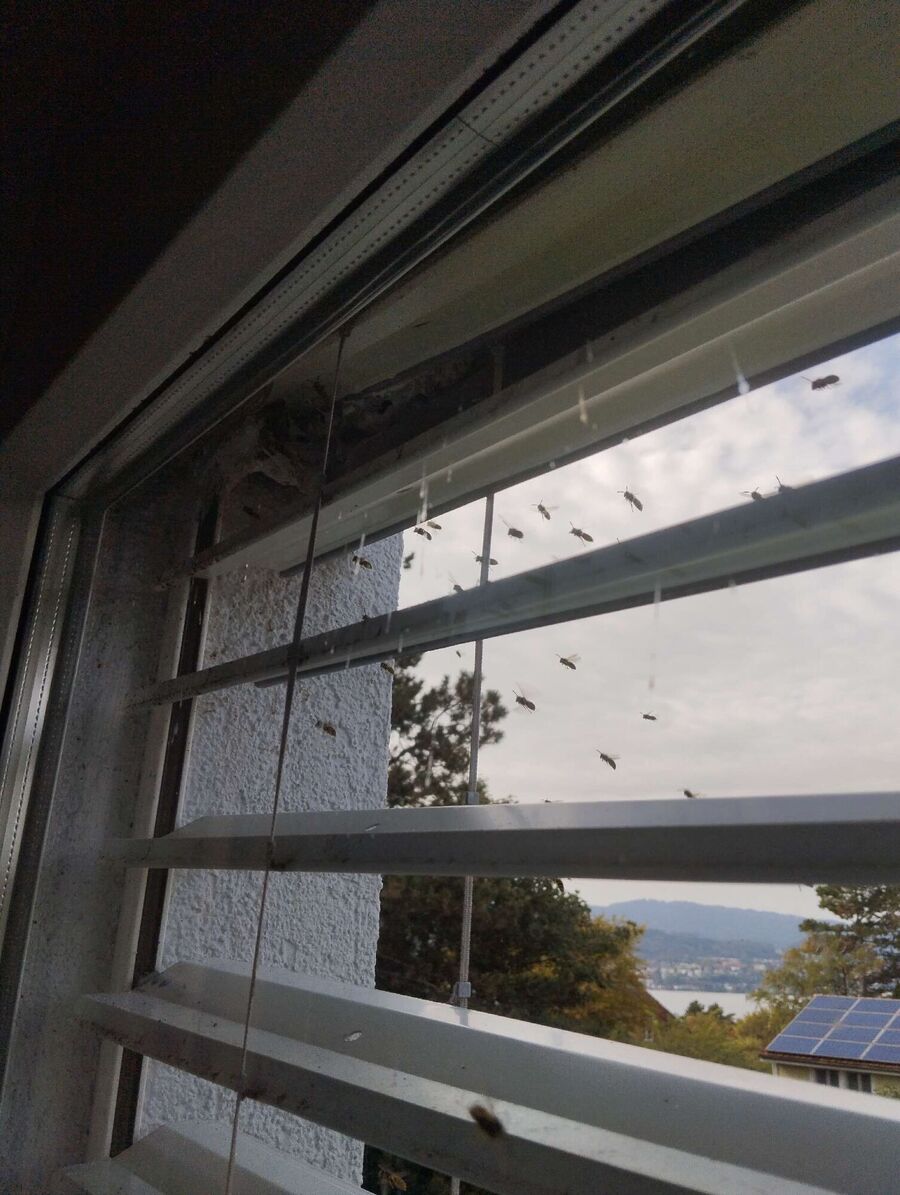 wespennest_entfernen