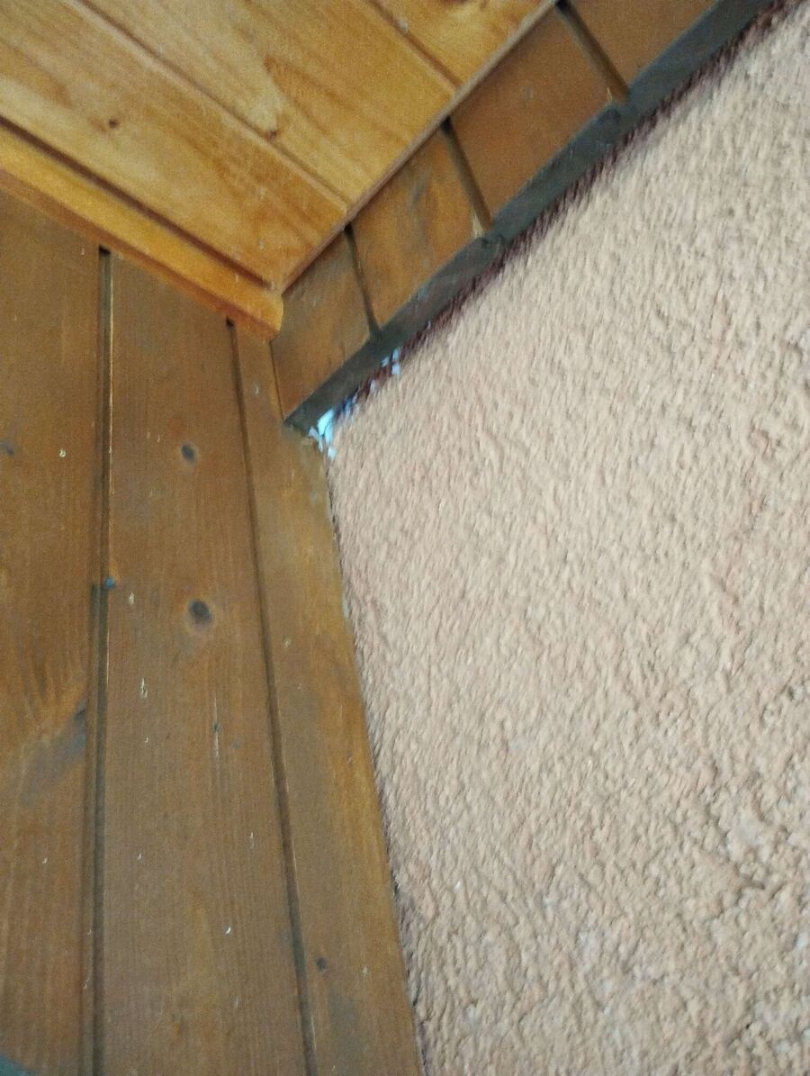 wespennest_entfernen