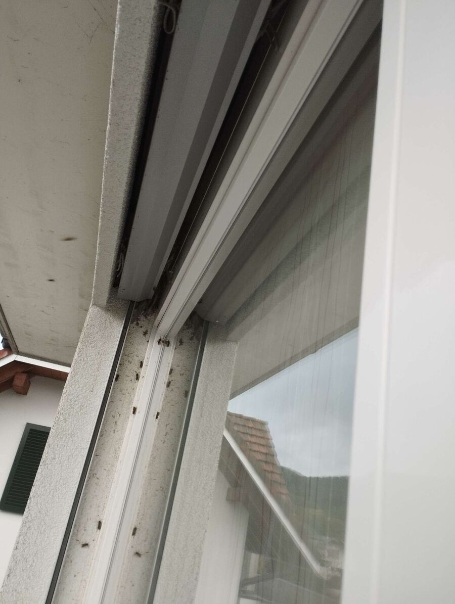 wespennest_entfernen