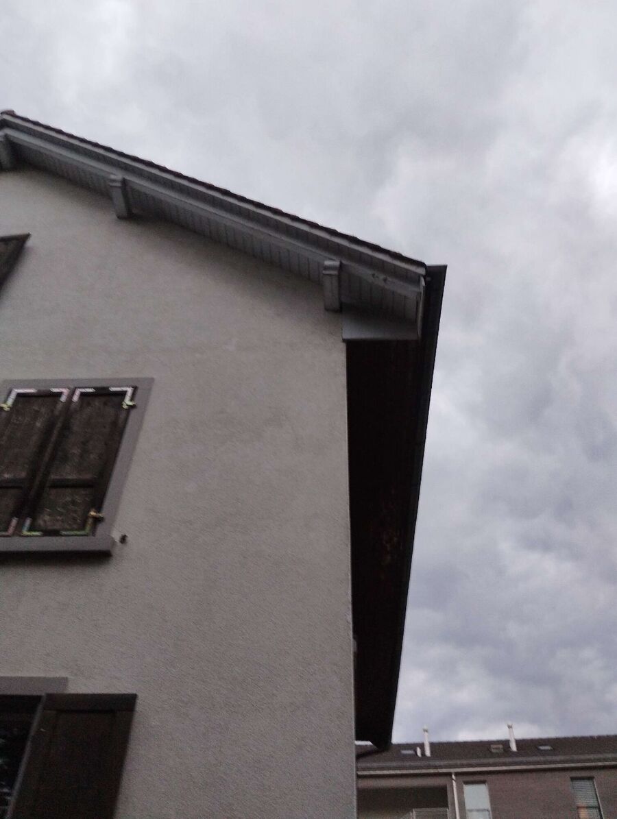 wespennest_entfernen