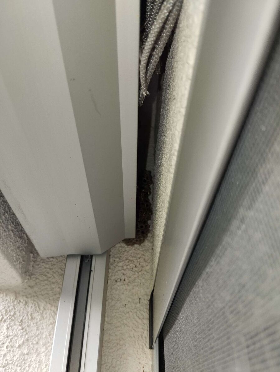 wespennest_entfernen