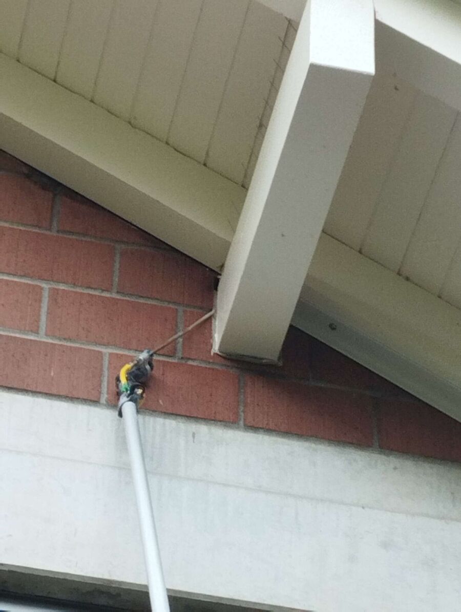 wespennest_entfernen