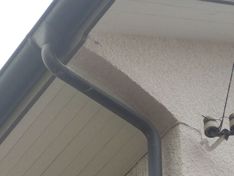 wespennest_entfernen