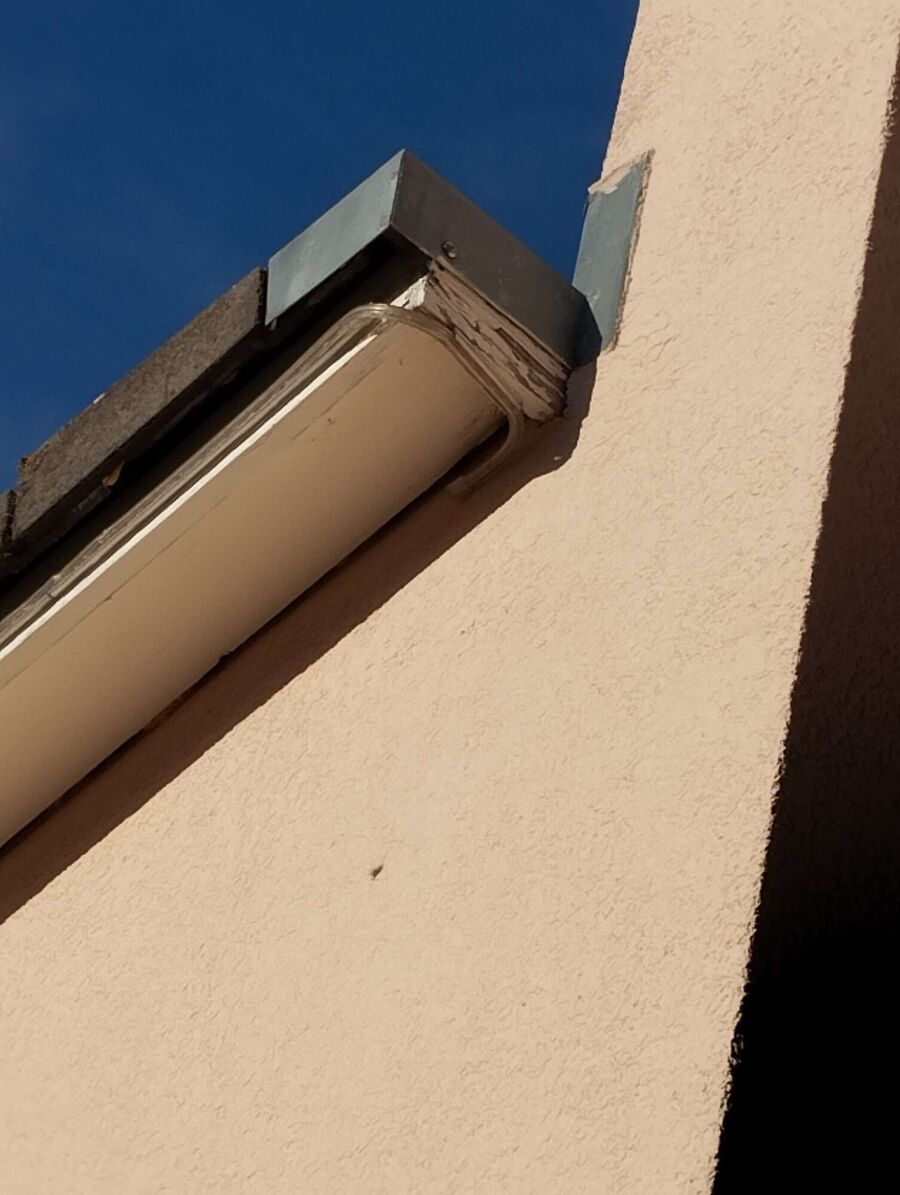 wespennest_entfernen