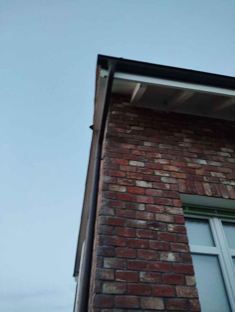 wespennest_entfernen