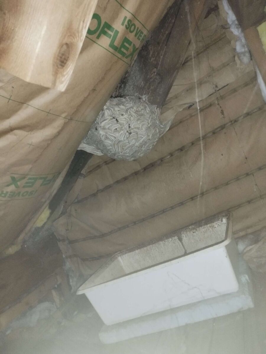 wespennest_entfernen