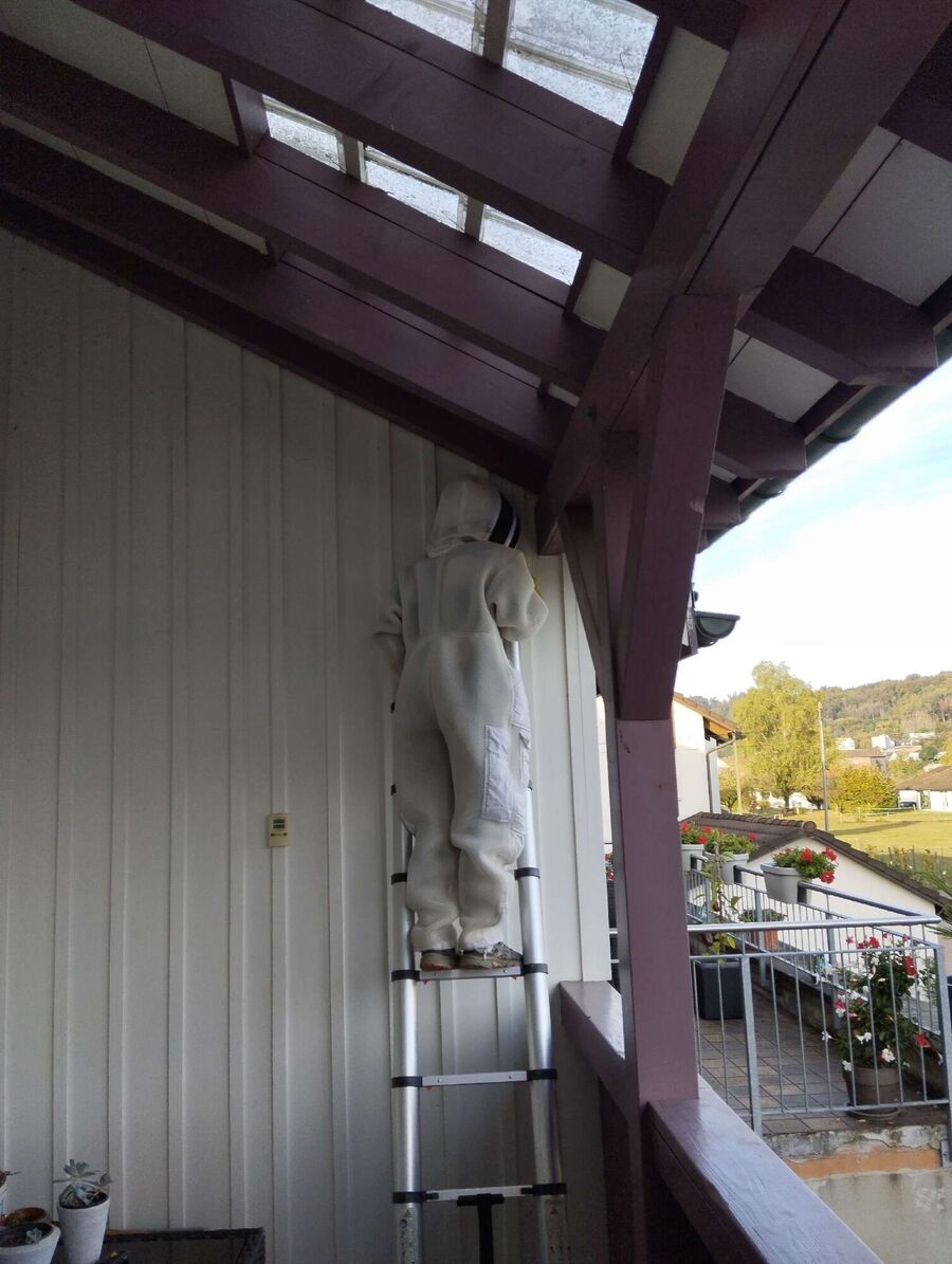 wespennest_entfernen