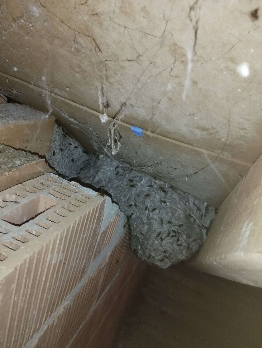 wespennest_entfernen