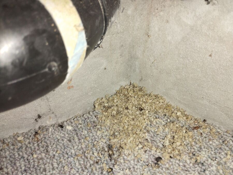 wespennest_entfernen