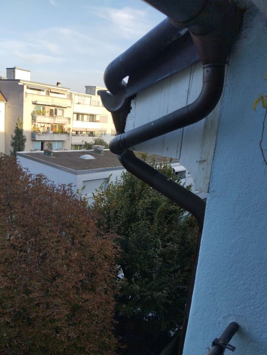 wespennest_entfernen