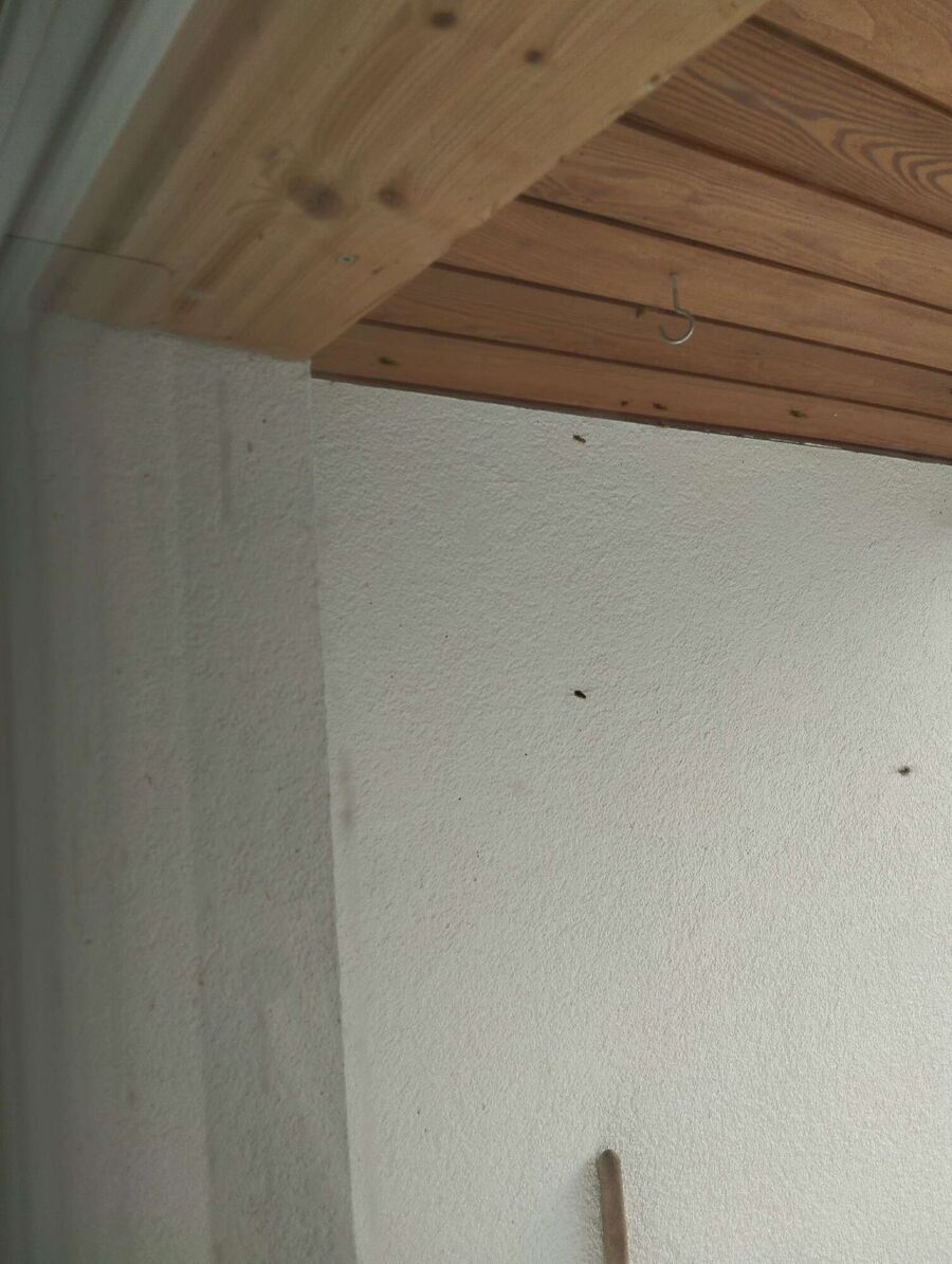 wespennest_entfernen