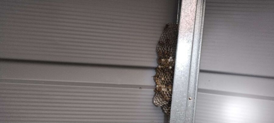 wespennest_entfernen