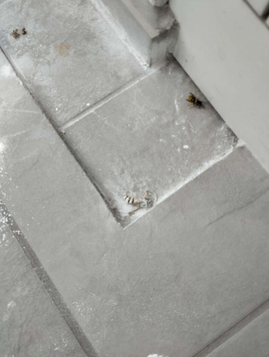 wespennest_entfernen