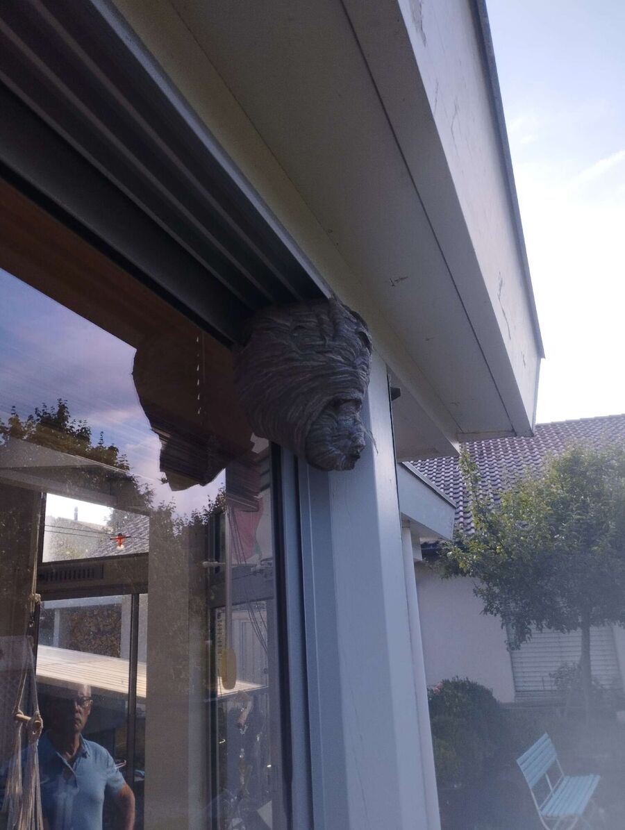 wespennest_entfernen