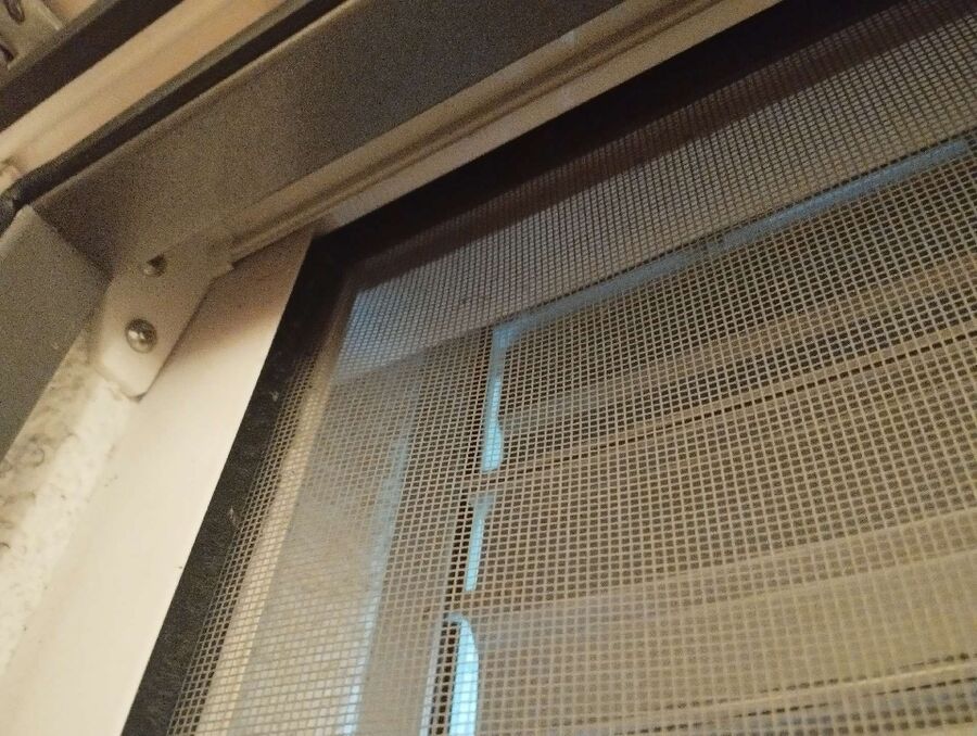 wespennest_entfernen