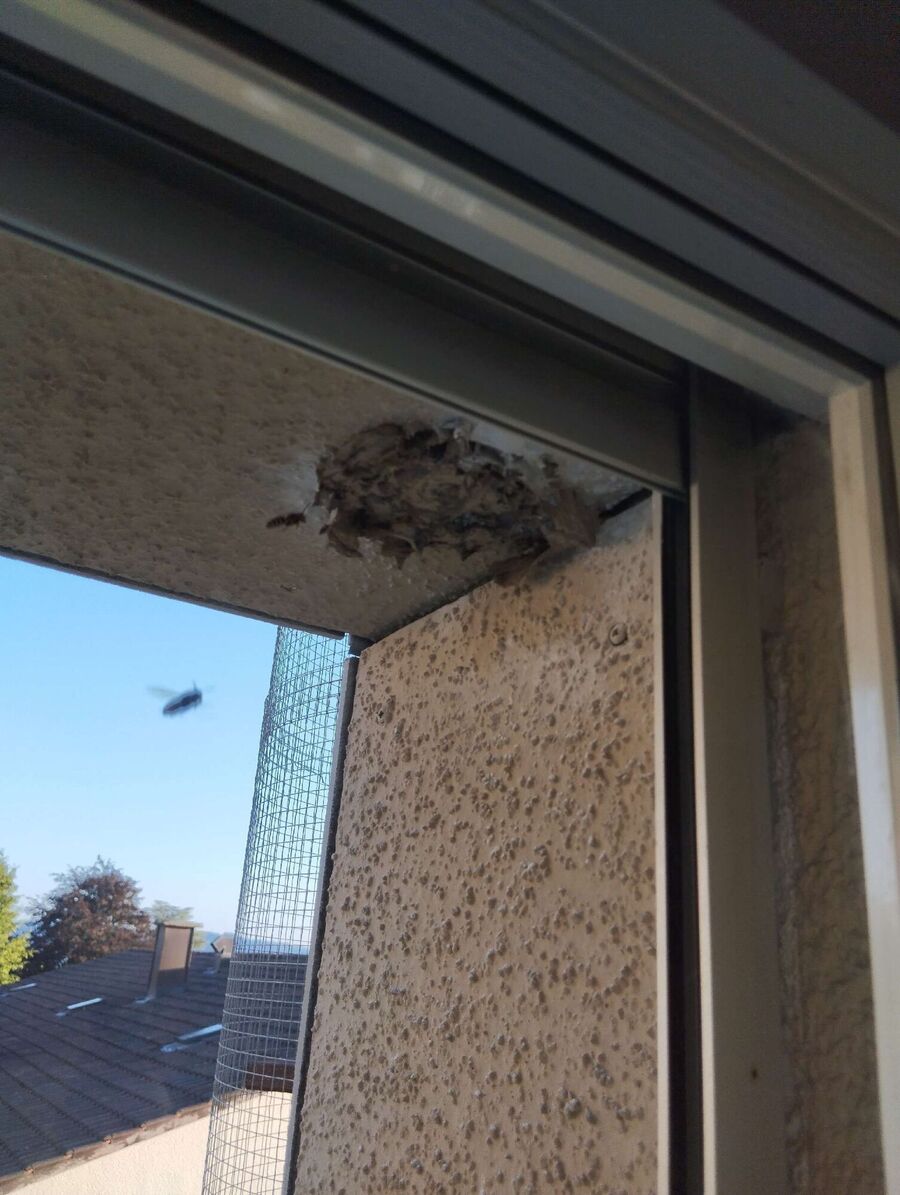 wespennest_entfernen