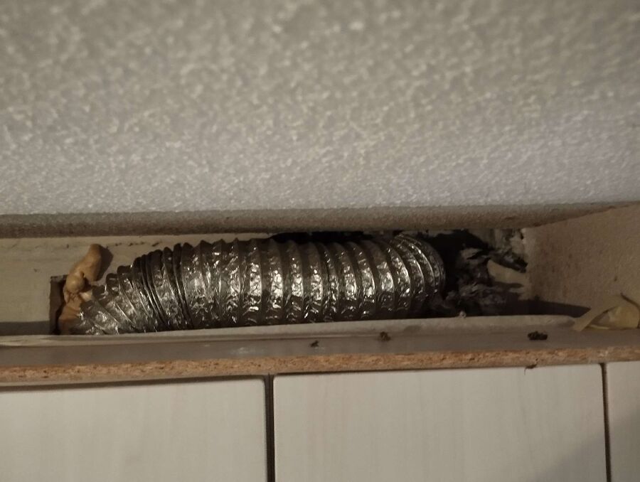 wespennest_entfernen