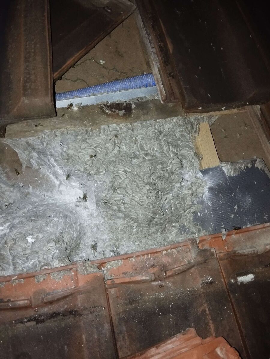 wespennest_entfernen