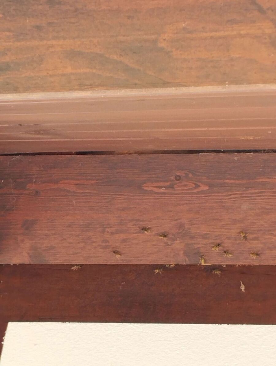 wespennest_entfernen