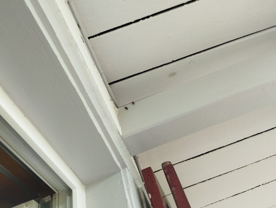 wespennest_entfernen