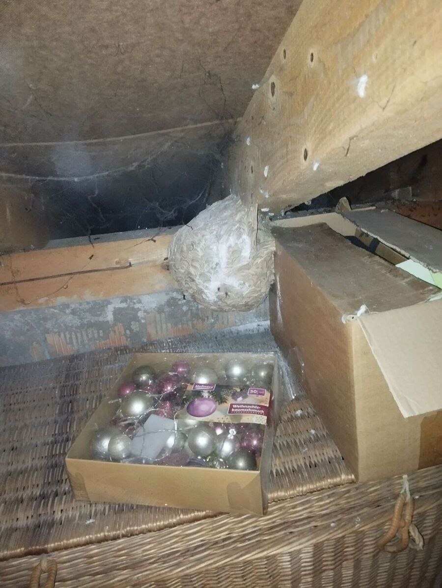 wespennest_entfernen