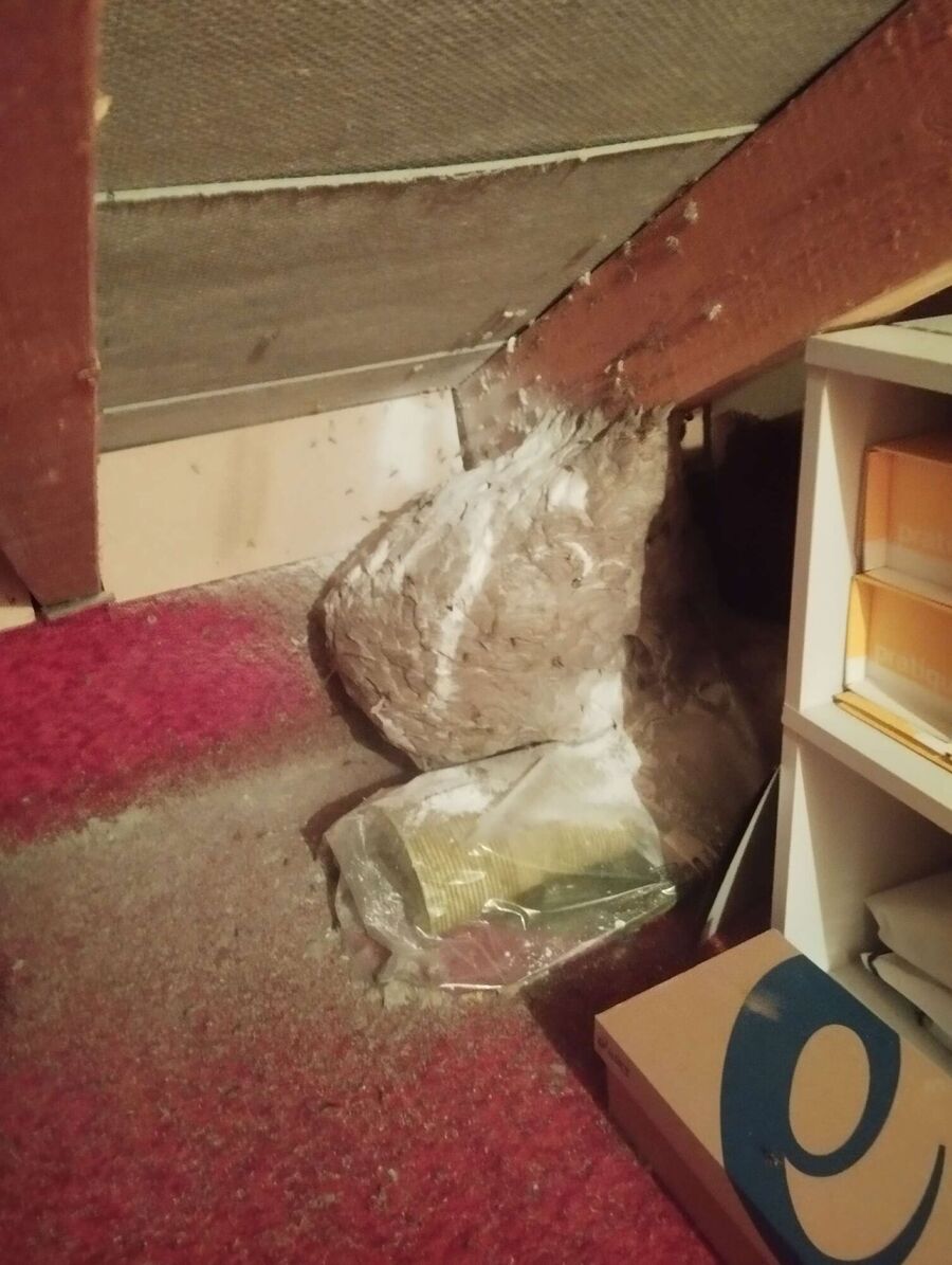 wespennest_entfernen